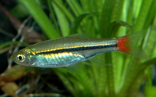 Picture 6 of Portrait of 12 new freshwater fish species in Vietnam