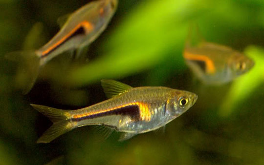 Picture 7 of Portrait of 12 new freshwater fish species in Vietnam