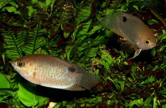 Picture 8 of Portrait of 12 new freshwater fish species in Vietnam