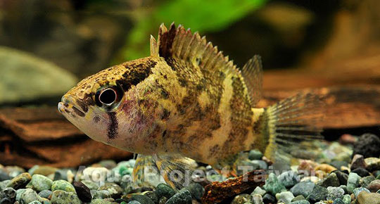 Picture 9 of Portrait of 12 new freshwater fish species in Vietnam
