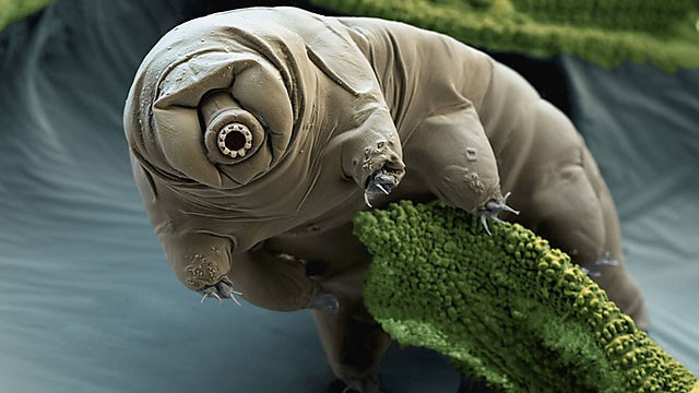 Picture 5 of Portrait of 5 healthy living creatures on Earth ... other planets