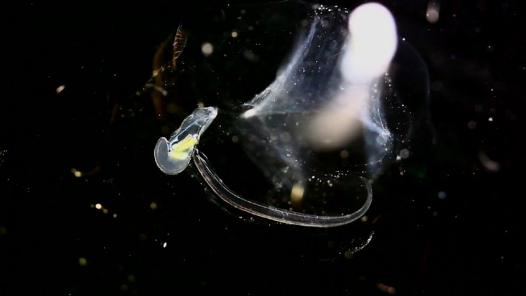 Picture 1 of Portrait of 'food transporter' for the ocean floor