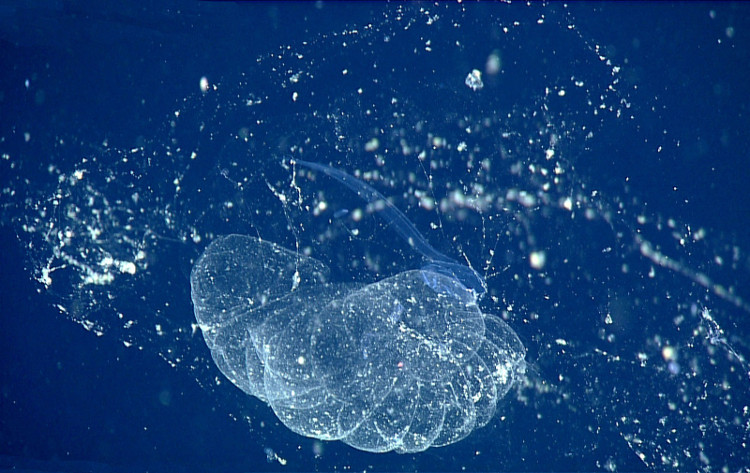 Picture 2 of Portrait of 'food transporter' for the ocean floor