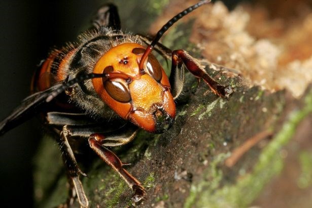 Picture 1 of Portrait of giant bee killing mass in Asia