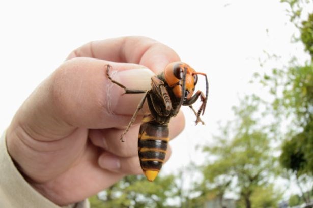 Picture 2 of Portrait of giant bee killing mass in Asia