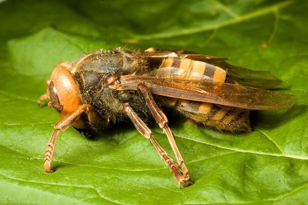 Picture 3 of Portrait of giant bee killing mass in Asia