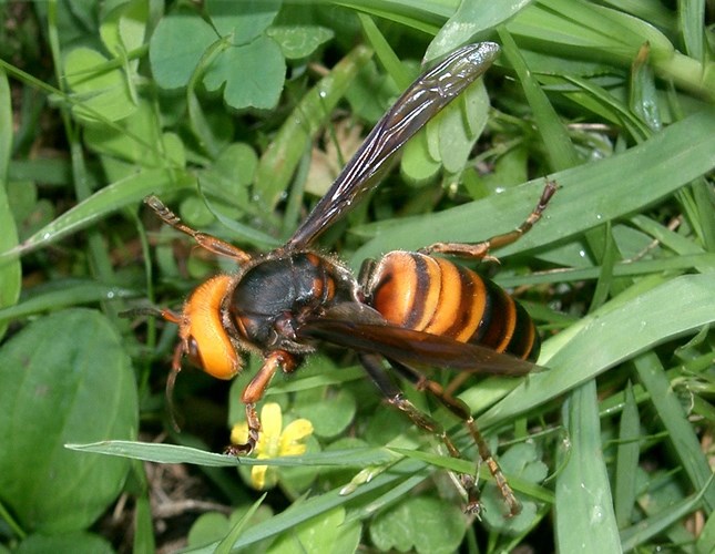 Picture 4 of Portrait of giant bee killing mass in Asia