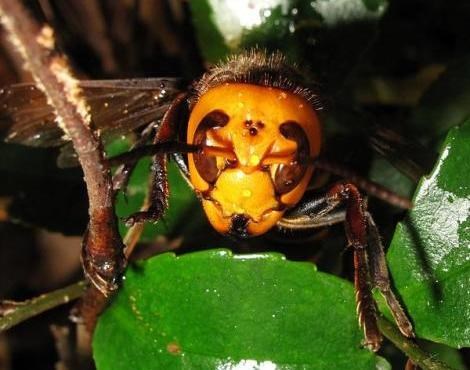 Picture 5 of Portrait of giant bee killing mass in Asia