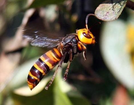 Picture 6 of Portrait of giant bee killing mass in Asia