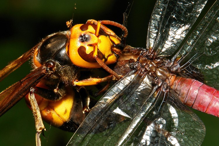 Picture 7 of Portrait of giant bee killing mass in Asia