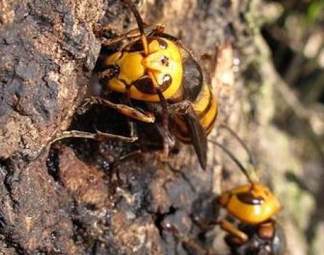 Picture 8 of Portrait of giant bee killing mass in Asia