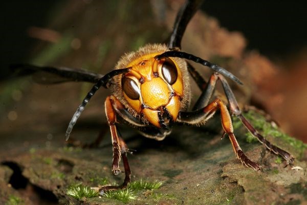 Picture 9 of Portrait of giant bee killing mass in Asia