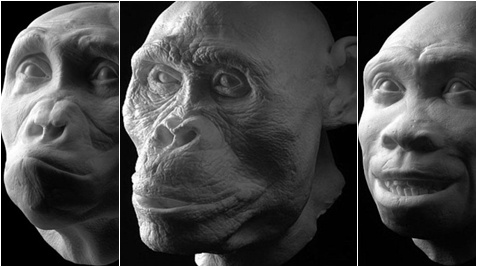 Picture 1 of Portrait of human ancestors
