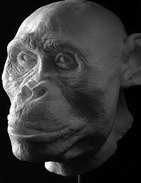 Picture 4 of Portrait of human ancestors