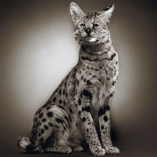 Picture 5 of Portrait of 'serious youth' of animals