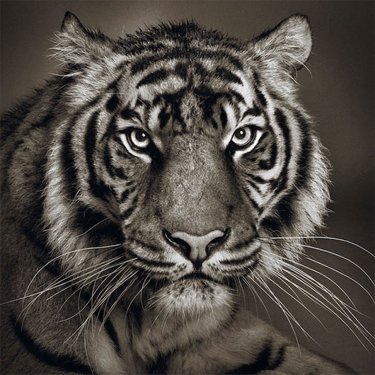 Picture 6 of Portrait of 'serious youth' of animals