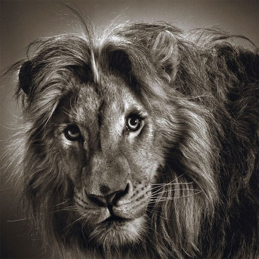 Picture 8 of Portrait of 'serious youth' of animals