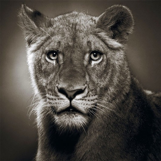 Picture 9 of Portrait of 'serious youth' of animals