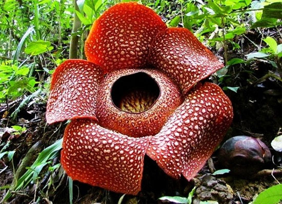 Picture 1 of Portrait of the 'armpit' in the world of flowers