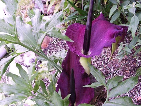 Picture 2 of Portrait of the 'armpit' in the world of flowers