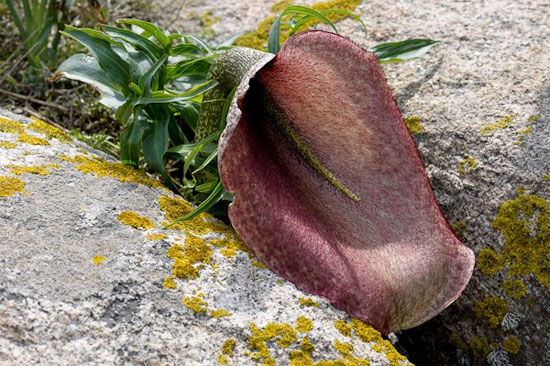 Picture 3 of Portrait of the 'armpit' in the world of flowers
