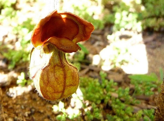 Picture 4 of Portrait of the 'armpit' in the world of flowers