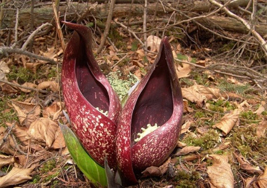 Picture 5 of Portrait of the 'armpit' in the world of flowers