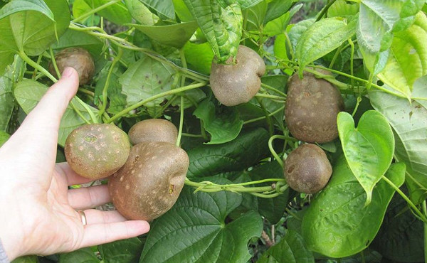 Picture 1 of Potato vines do not produce tubers ... grow into fruits