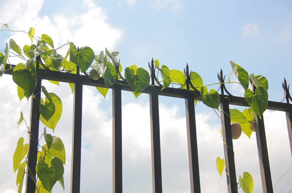 Picture 10 of Potato vines do not produce tubers ... grow into fruits
