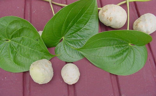 Picture 11 of Potato vines do not produce tubers ... grow into fruits