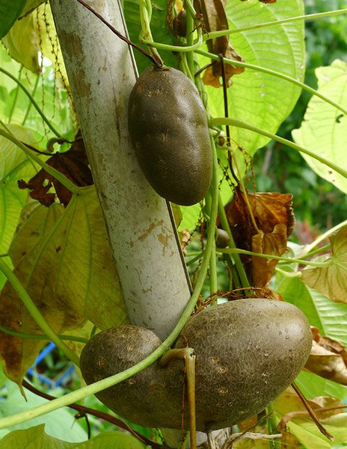 Picture 2 of Potato vines do not produce tubers ... grow into fruits