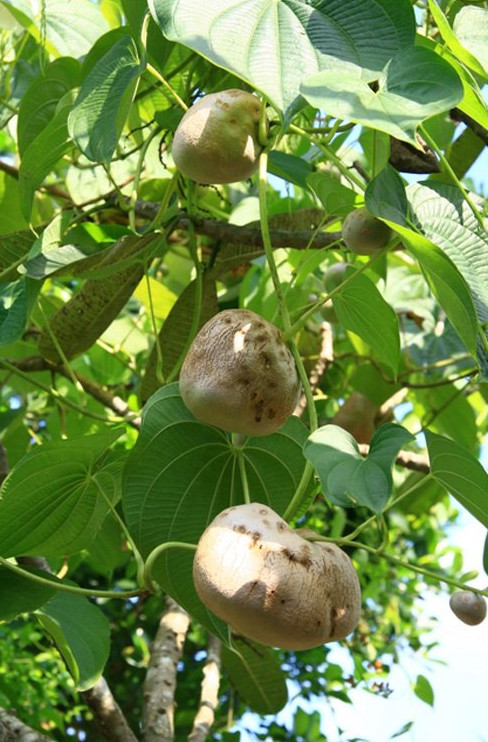 Picture 3 of Potato vines do not produce tubers ... grow into fruits