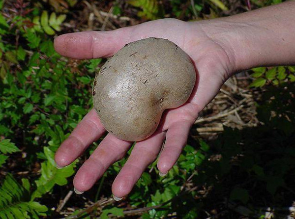 Picture 4 of Potato vines do not produce tubers ... grow into fruits