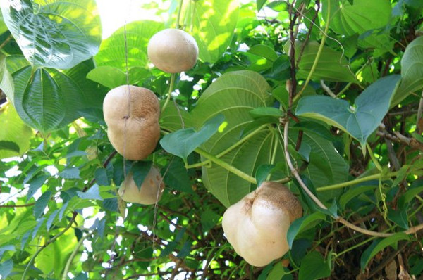 Picture 5 of Potato vines do not produce tubers ... grow into fruits