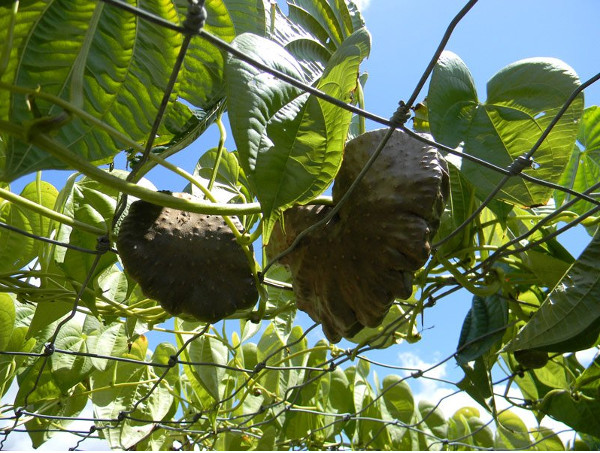 Picture 6 of Potato vines do not produce tubers ... grow into fruits