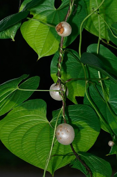 Picture 7 of Potato vines do not produce tubers ... grow into fruits
