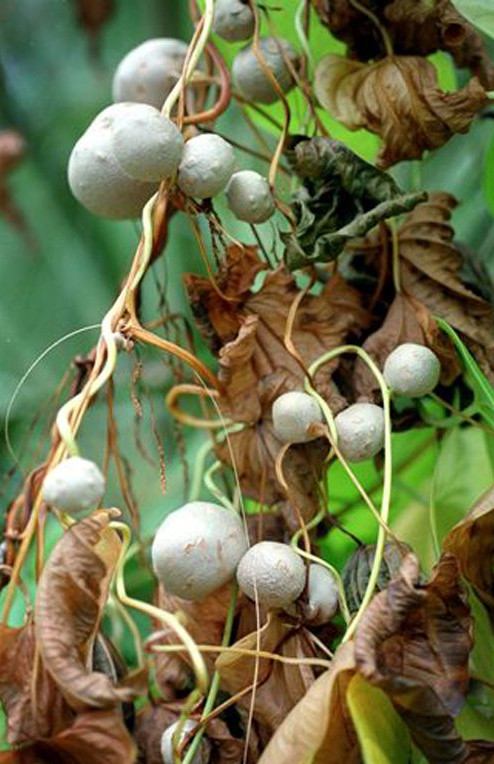 Picture 8 of Potato vines do not produce tubers ... grow into fruits