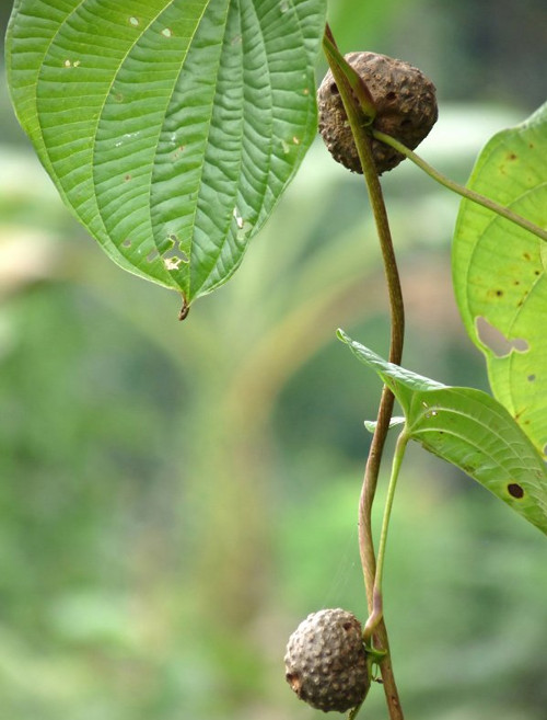 Picture 9 of Potato vines do not produce tubers ... grow into fruits