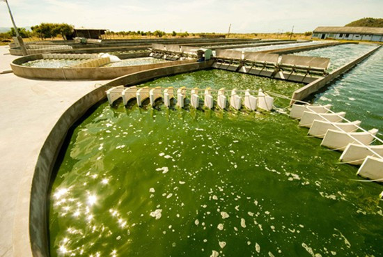 Picture 3 of Practice eating algae immediately, because it will be the main food of the future