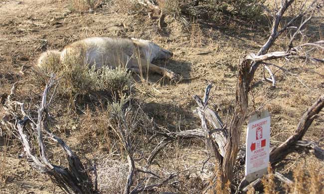 Picture 3 of Prairie wolves invade every state of the United States, except for Hawaii