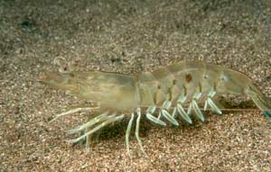 Picture 1 of Prawns (Penaeus orientalis) migrate to the east