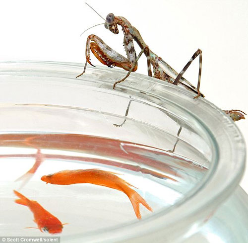 Picture 1 of Praying Mantis eat goldfish meat