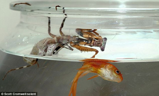 Picture 2 of Praying Mantis eat goldfish meat