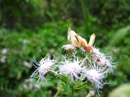 Picture 1 of Praying Mantis prey with a flower-like shape