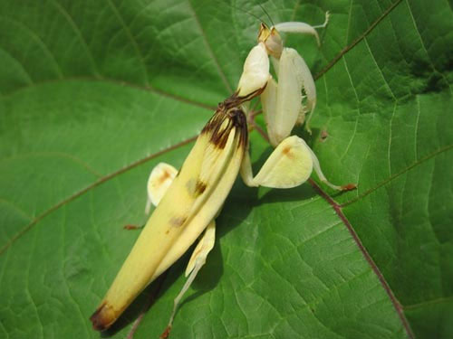 Picture 10 of Praying Mantis prey with a flower-like shape