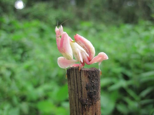 Picture 2 of Praying Mantis prey with a flower-like shape