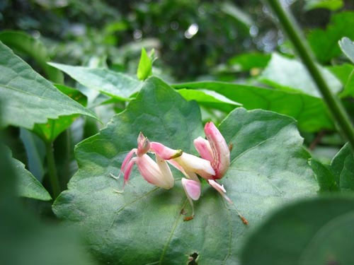 Picture 3 of Praying Mantis prey with a flower-like shape