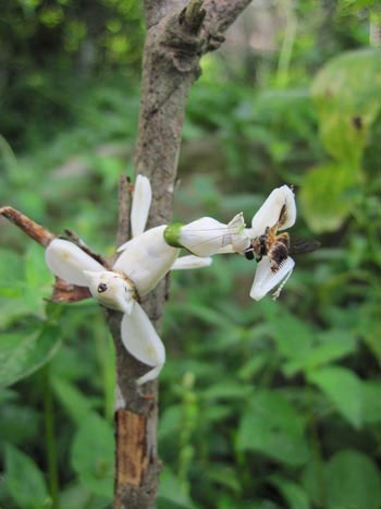 Picture 5 of Praying Mantis prey with a flower-like shape