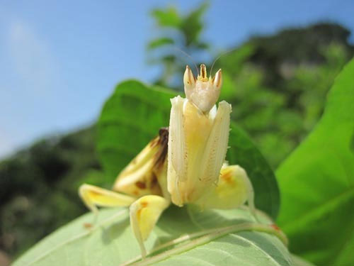 Picture 6 of Praying Mantis prey with a flower-like shape