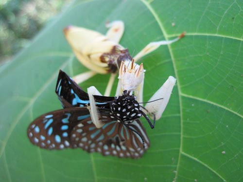 Picture 7 of Praying Mantis prey with a flower-like shape